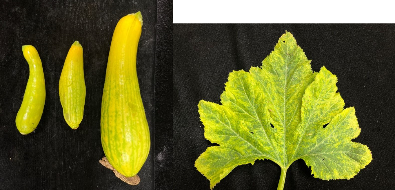 Potyvirus symptoms on yellow squash fruit and flower.